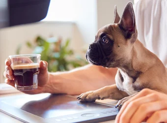 pets-at-work